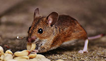 24 Hour & Emergency Exterminators in Lexington, MA